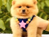 Teacup Di̇şi̇ Pomerani̇an