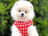 Safkan Teddy Bear Pomeranian Yavrularımız