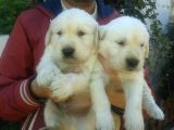 Golden Retriver Yavruları Mama Ve Malzeme Kampanyali