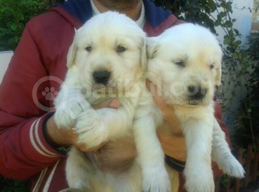 Golden Retriver Yavruları Mama Ve Malzeme Kampanyali görsel