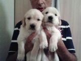 Golden Retriver Yavruları Mama Ve Malzeme Kampanyali