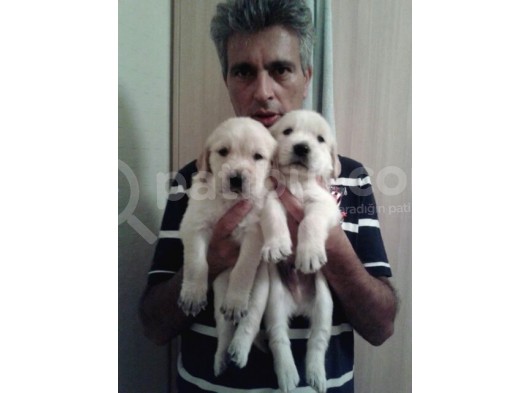 Golden Retriver Yavruları Mama Ve Malzeme Kampanyali