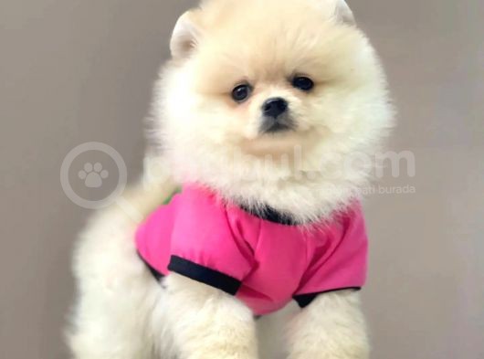Üst Kali̇te Pomerani̇an Boo Yavrularii