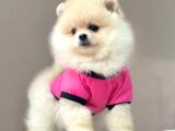 Üst Kali̇te Pomerani̇an Boo Yavrularii