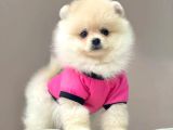 Üst Kali̇te Pomerani̇an Boo Yavrularii