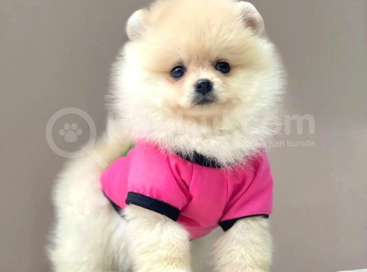 Üst Kali̇te Pomerani̇an Boo Yavrularii görsel