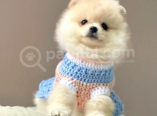Üst Kali̇te Pomerani̇an Boo Yavrularii görsel