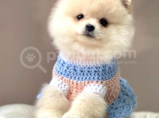 Üst Kali̇te Pomerani̇an Boo Yavrularii görsel