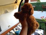 Gulen Surat Dunya Tatlisi Toy Poodle Bebeklerimiz