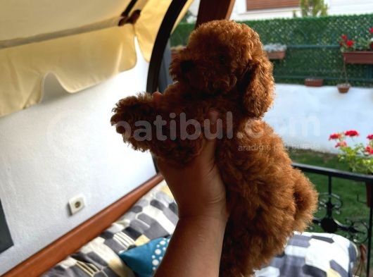 Gulen Surat Dunya Tatlisi Toy Poodle Bebeklerimiz görsel