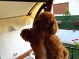 Gulen Surat Dunya Tatlisi Toy Poodle Bebeklerimiz
