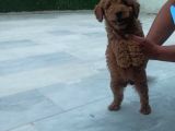 Saglik Ve Irk Garanti̇li̇ Toy Poodle Yavrularimiz