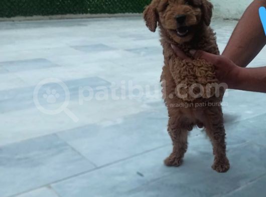 Saglik Ve Irk Garanti̇li̇ Toy Poodle Yavrularimiz görsel