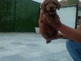 Saglik Ve Irk Garanti̇li̇ Toy Poodle Yavrularimiz
