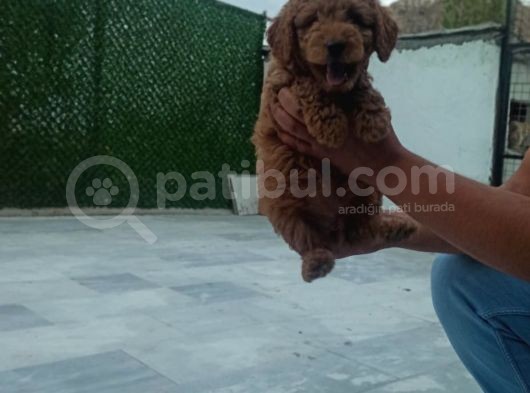 Saglik Ve Irk Garanti̇li̇ Toy Poodle Yavrularimiz