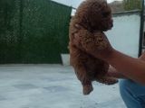 Saglik Ve Irk Garanti̇li̇ Toy Poodle Yavrularimiz