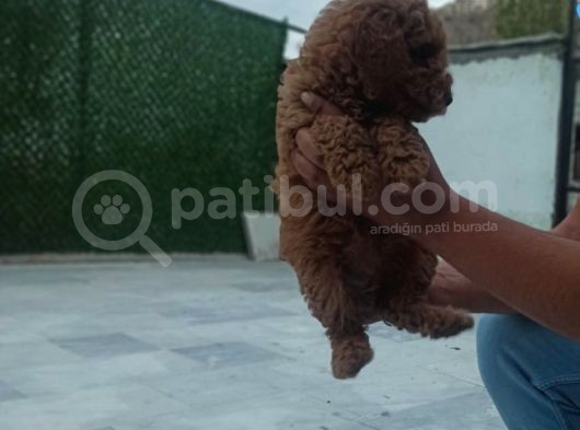 Saglik Ve Irk Garanti̇li̇ Toy Poodle Yavrularimiz görsel