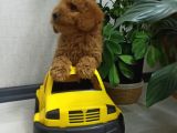 Saglik Ve Irk Garanti̇li̇ Toy Poodle Yavrularimiz
