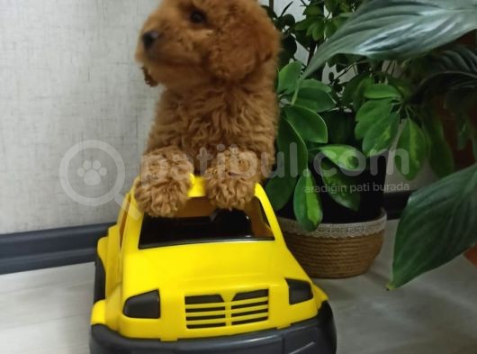 Saglik Ve Irk Garanti̇li̇ Toy Poodle Yavrularimiz görsel
