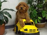 Saglik Ve Irk Garanti̇li̇ Toy Poodle Yavrularimiz