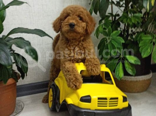 Saglik Ve Irk Garanti̇li̇ Toy Poodle Yavrularimiz