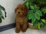 Saglik Ve Irk Garanti̇li̇ Toy Poodle Yavrularimiz