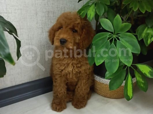 Saglik Ve Irk Garanti̇li̇ Toy Poodle Yavrularimiz görsel