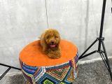 A Kalite Orjinal Red Toy Poodle Yavrularimiz