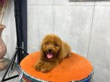 A Kalite Orjinal Red Toy Poodle Yavrularimiz