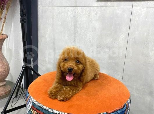 A Kalite Orjinal Red Toy Poodle Yavrularimiz görsel