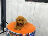 A Kalite Orjinal Red Toy Poodle Yavrularimiz