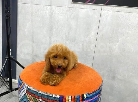 A Kalite Orjinal Red Toy Poodle Yavrularimiz görsel