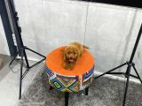 A Kalite Orjinal Red Toy Poodle Yavrularimiz