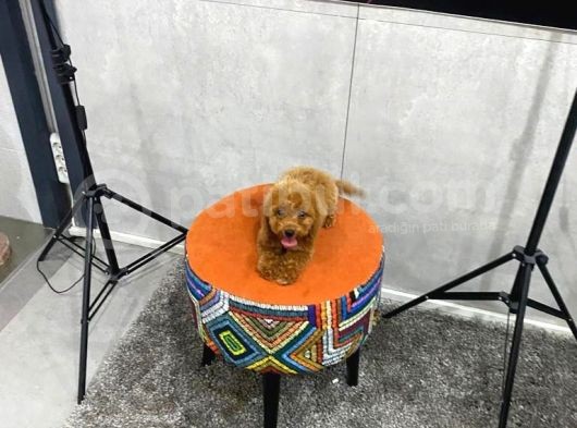 A Kalite Orjinal Red Toy Poodle Yavrularimiz