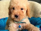 Üst Düzey Kalitedeki Show Class Toy Poodle Bebegimiz