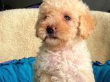 Üst Düzey Kalitedeki Show Class Toy Poodle Bebegimiz