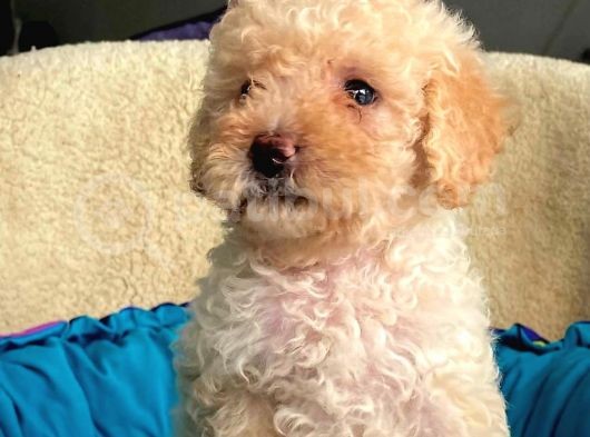 Üst Düzey Kalitedeki Show Class Toy Poodle Bebegimiz görsel