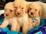 Üst Düzey Kalitedeki Show Class Toy Poodle Bebegimiz