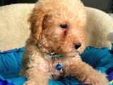 Üst Düzey Kalitedeki Show Class Toy Poodle Bebegimiz