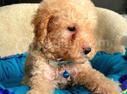Üst Düzey Kalitedeki Show Class Toy Poodle Bebegimiz görsel