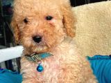 Üst Düzey Kalitedeki Show Class Toy Poodle Bebegimiz