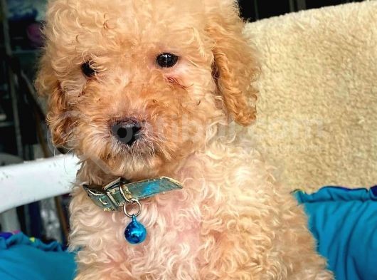 Üst Düzey Kalitedeki Show Class Toy Poodle Bebegimiz görsel
