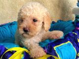 Üst Düzey Kalitedeki Show Class Toy Poodle Bebegimiz