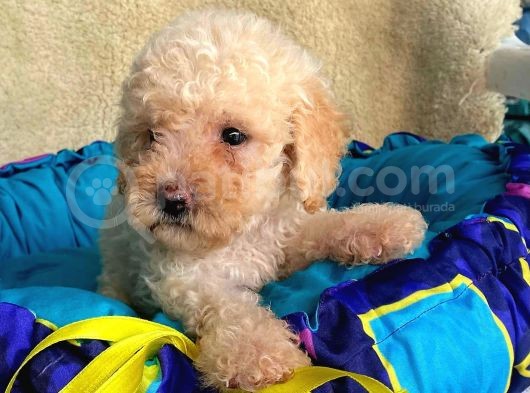 Üst Düzey Kalitedeki Show Class Toy Poodle Bebegimiz görsel
