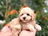 Efsane Guzellikteki Ust Duzey Toy Poodle Yavrularimiz