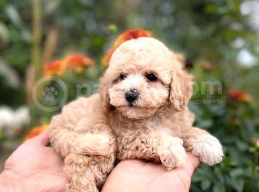 Efsane Guzellikteki Ust Duzey Toy Poodle Yavrularimiz görsel