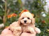 Efsane Guzellikteki Ust Duzey Toy Poodle Yavrularimiz
