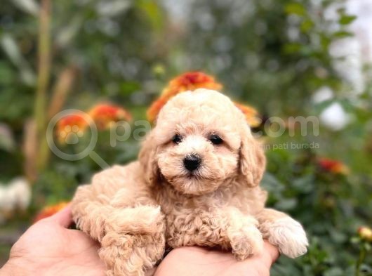 Efsane Guzellikteki Ust Duzey Toy Poodle Yavrularimiz görsel