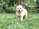 Efsane Guzellikteki Ust Duzey Toy Poodle Yavrularimiz