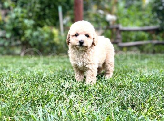 Efsane Guzellikteki Ust Duzey Toy Poodle Yavrularimiz görsel
